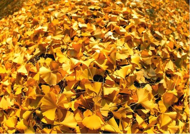 沂蒙山云蒙景區門票_沂蒙山云蒙山_沂蒙山云蒙景區攻略