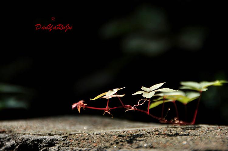 山葉口風景區_山葉口景區游玩攻略_山葉口景區游記