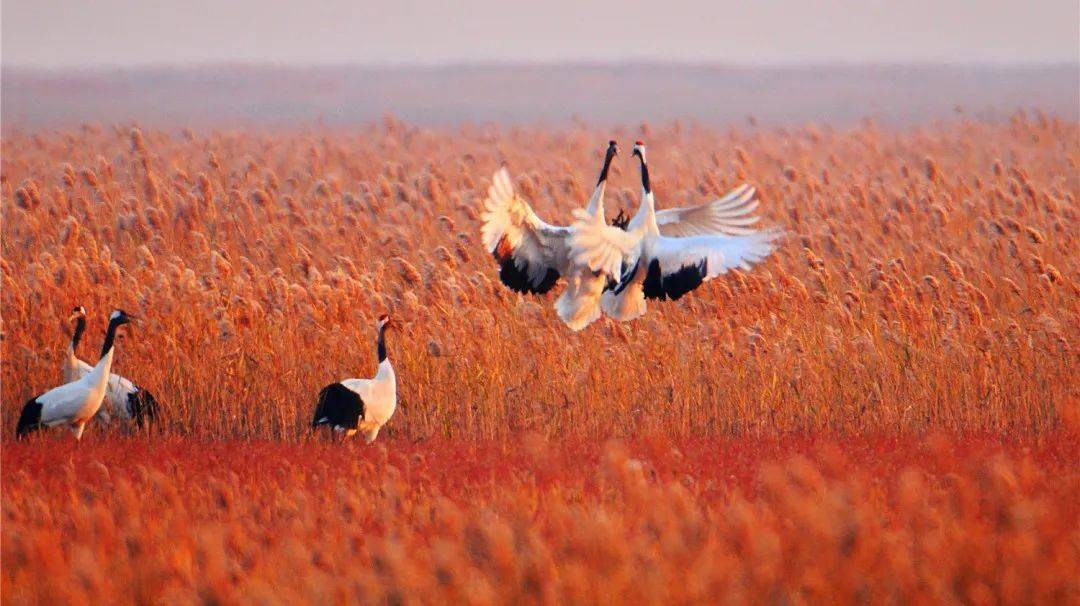 常州春秋淹城樂園攻略_常卅淹城春秋樂園_常州淹城春秋樂園游樂設施